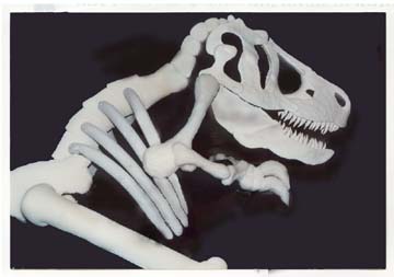 T Rex Profile