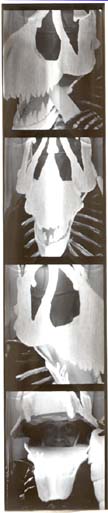 T Rex Photo Strip